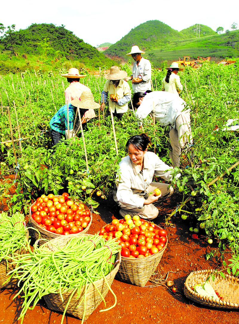 當(dāng)?shù)剞r(nóng)民在中鋁廣西分公司復(fù)墾后的土地上喜摘豐收的果實(shí)。